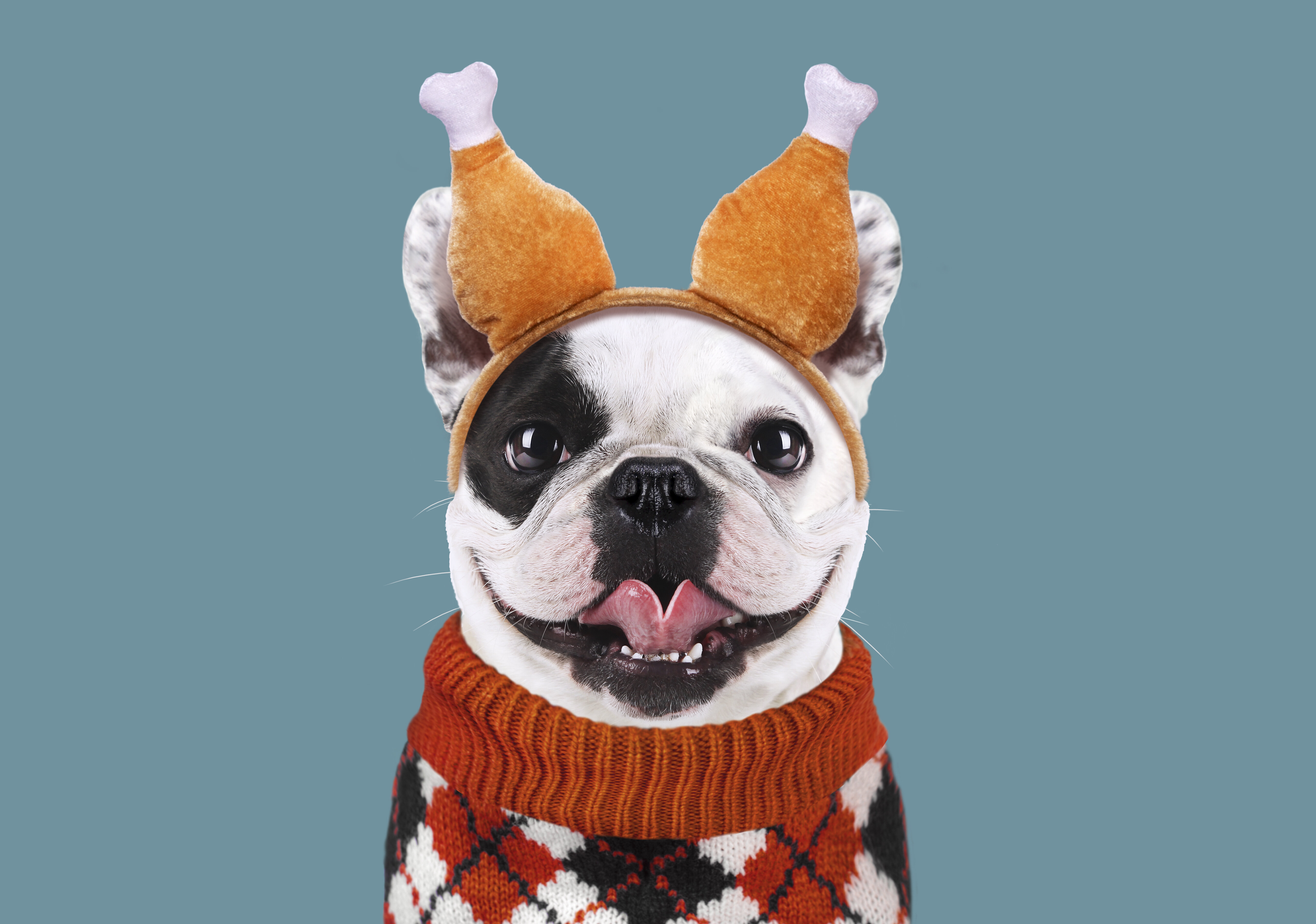 The Thanksgiving Foods That Are Dangerous To Pets | HuffPost Life