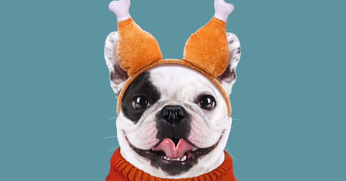 The Thanksgiving Foods That Are Dangerous To Pets The Thanksgiving Foods That Are Dangerous To Pets