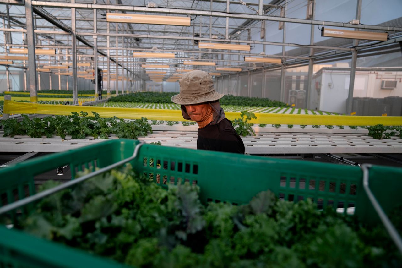 Εργάτες μαζεύουν τα λαχανικά που αναπτύσσονται σε θερμοκήπιο στην κορυφή ενός γκαράζ στάθμευσης, στο ComCrop, το πρώτο εμπορικό αγρόκτημα στέγης της Σιγκαπούρης.