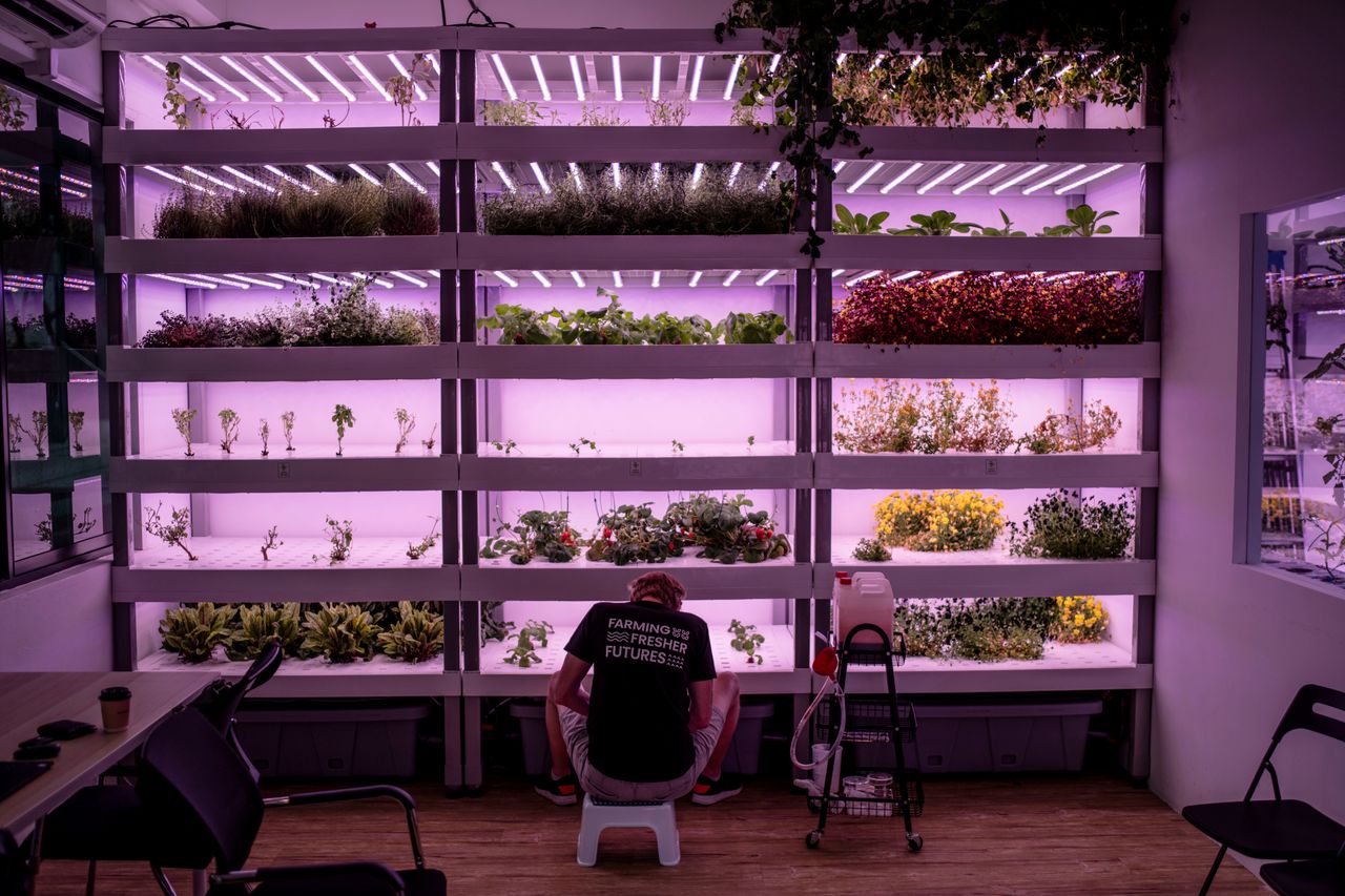 Αγρότης της πόλης φροντίζει τα φυτά του που αναπτύσσονται κάτω από φώτα LED στο VertiVegies, ένα εσωτερικό αγρόκτημα που καλλιεργεί λαχανικά σε ολοκληρωμένα συστήματα ανάπτυξης στη Σιγκαπούρη.