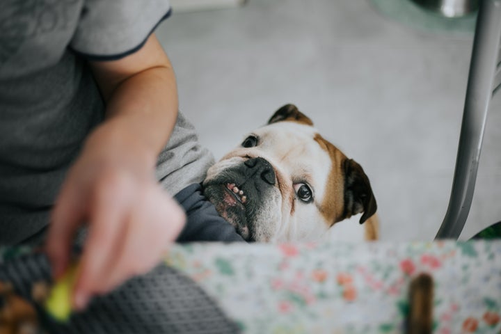 Checking Puppy Weight by Retales Botijero