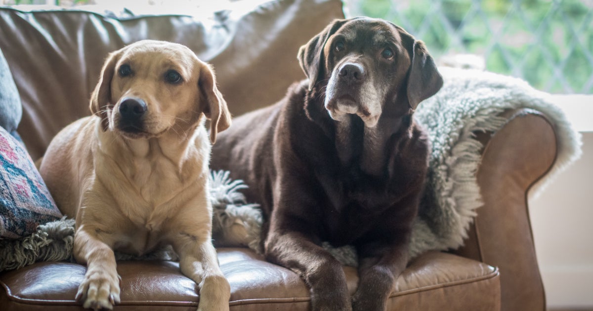 Dogs Getting Sick From A Mystery Illness In Several States Dogs Getting Sick From A Mystery Illness In Several States