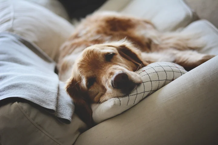 Nicole Critten, Getty Images