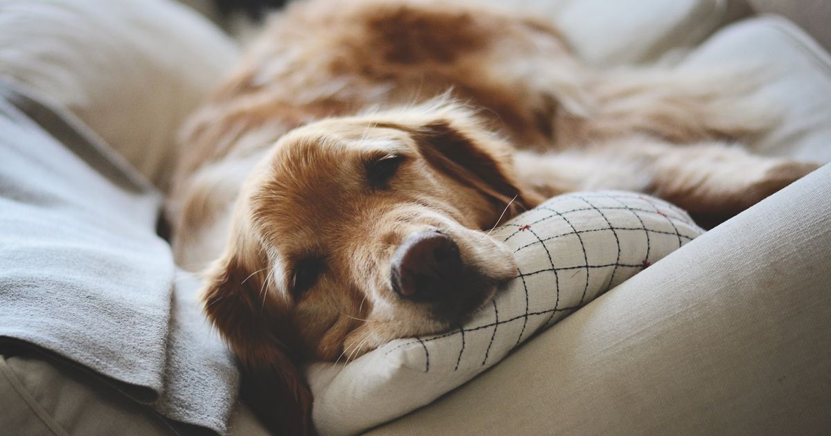 A Potentially Fatal Illness Is Spreading Among Dogs. Here Are The Signs.