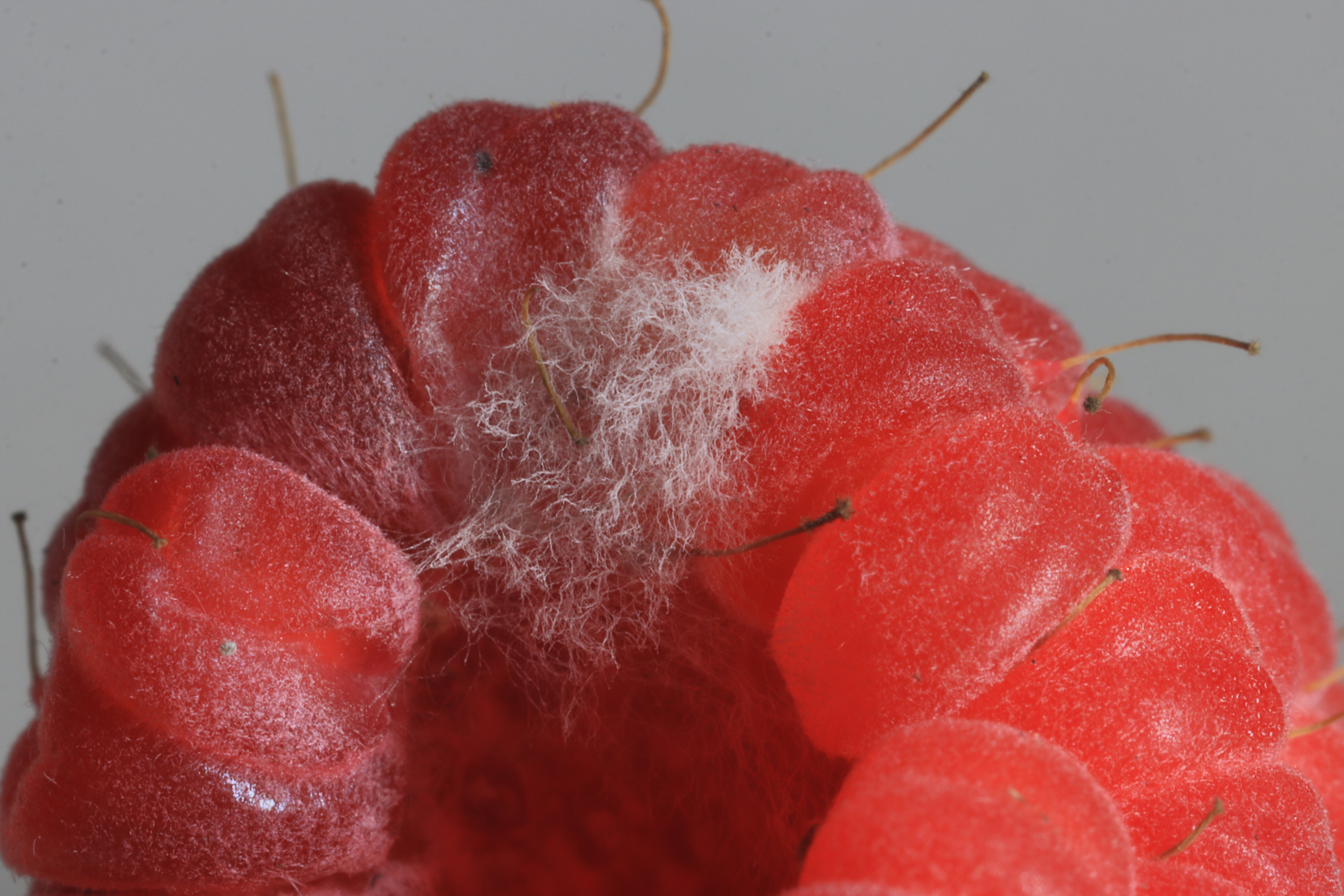 655cc1142200004e17cefd88.jpeg?cache=HrFf