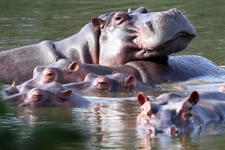 Officials estimate that the population of hippos descended from drug lord Pablo Escobar's original group could grow to 1,000 by 2035.