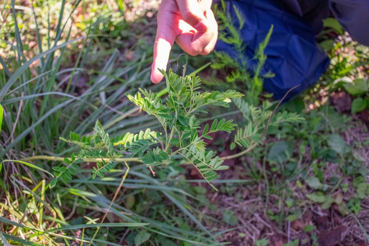 絶滅危惧種の蝶「オオルリシジミ」の幼虫が食べる唯一の植物クララ