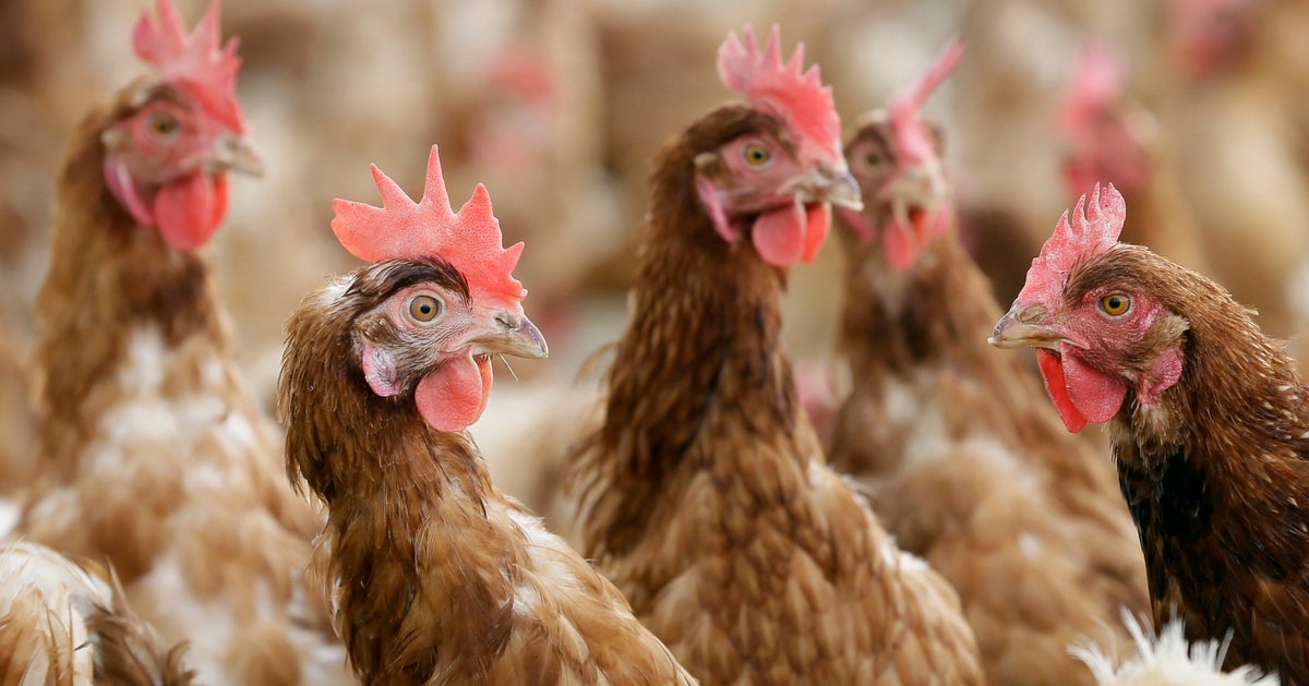 NextImg:Egg Producers Conspired To Fix Prices, Federal Jury Rules