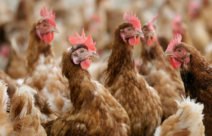 Cage-free chickens stare vacantly on an Iowa farm in 2015.