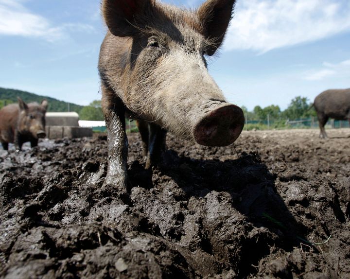 In this Aug. 24, 2011, file photo, a feral hog stands in a holding pen at Easton View Outfitters in Valley Falls, N.Y.Wild pigs already cause around $2.5 billion in damage to U.S. crops every year, mostly in southern states like Texas.