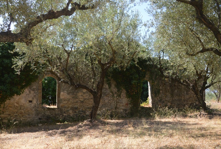 Ελαιώνας στην Παναγία του Στράνη