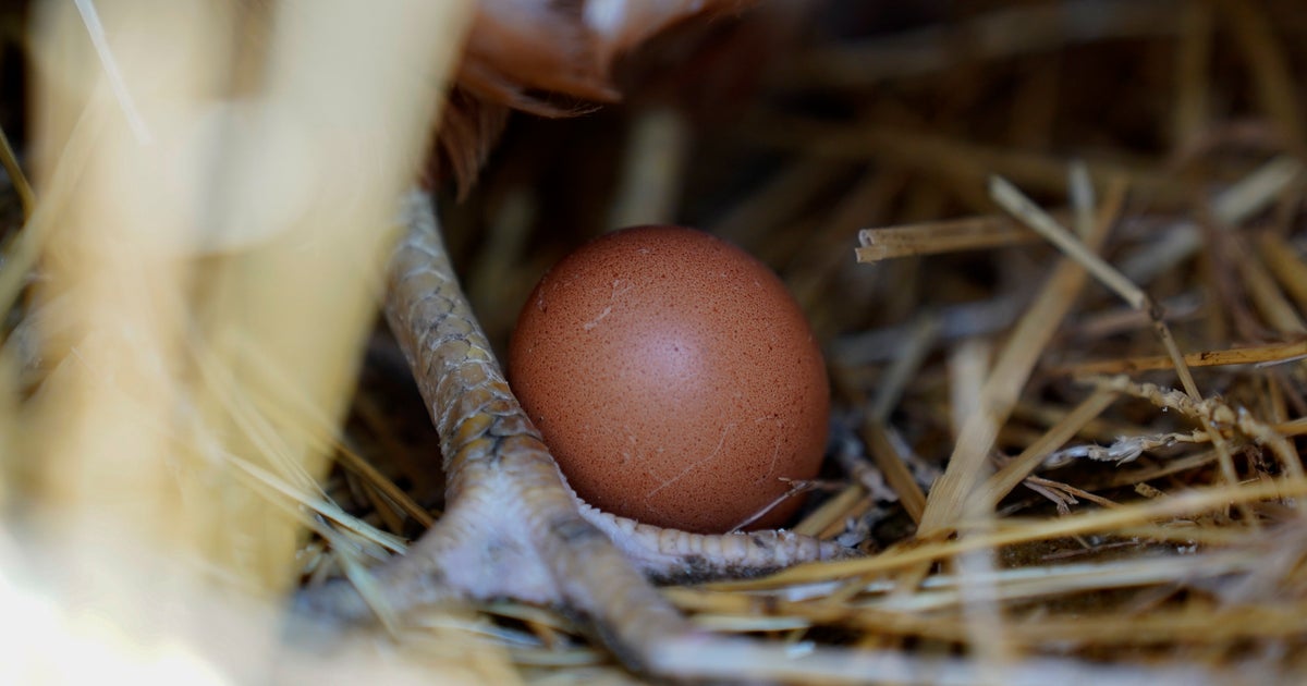 NextImg:Ohio Egg Farm Slaughters 1.35 Million Chickens Over Bird Flu