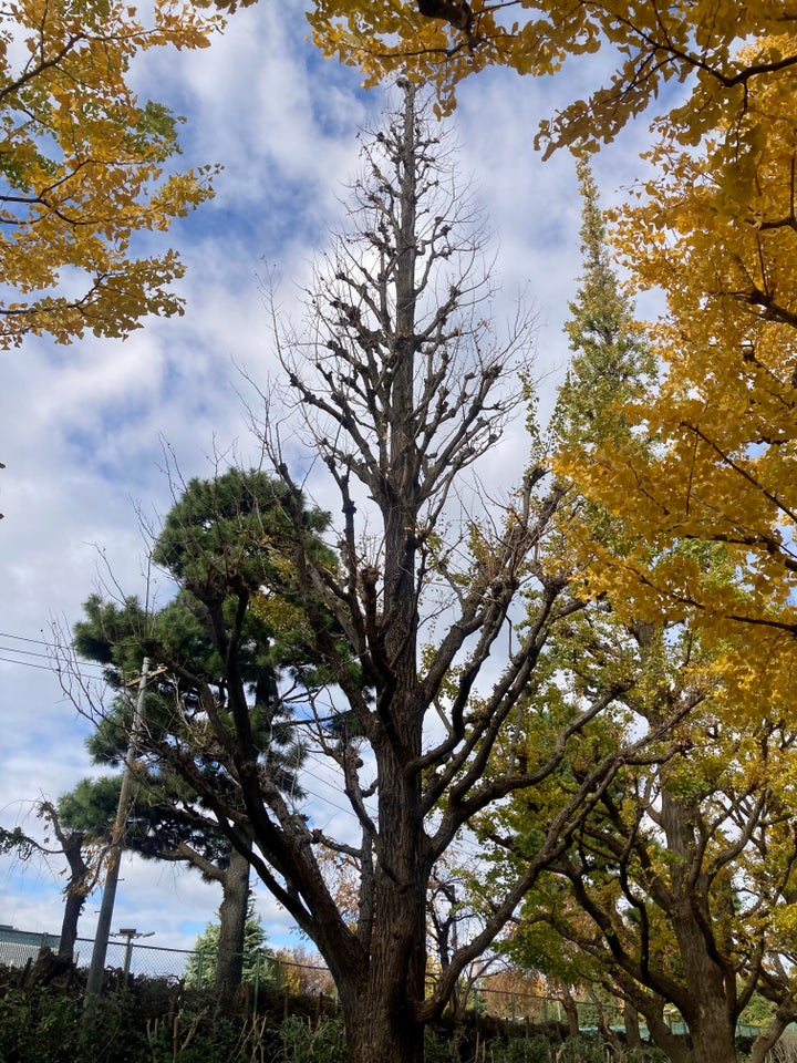 衰退し、紅葉を迎えることなく葉を落としたいちょう（2023年11月25日撮影）