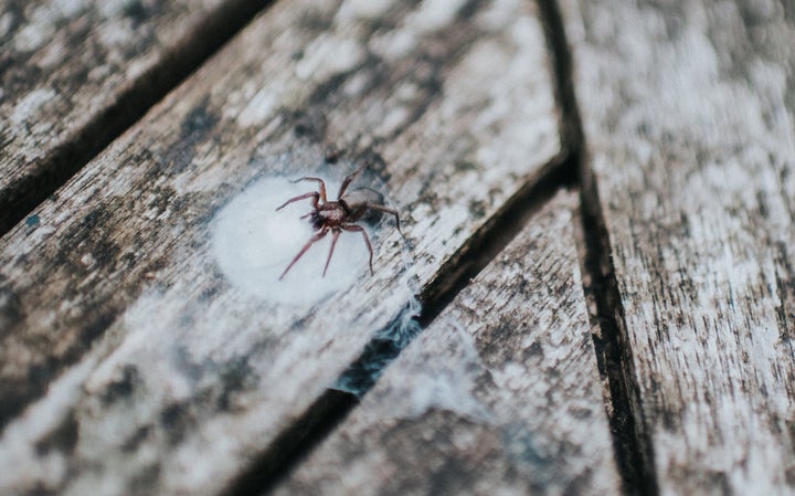 Female spider protects her egg sack on a wooden table.