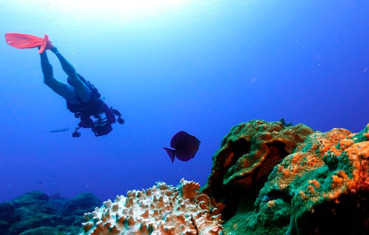 A scuba dive at the Flower Garden Banks National Marine Sanctuary, off the coast of Galveston, Texas, 