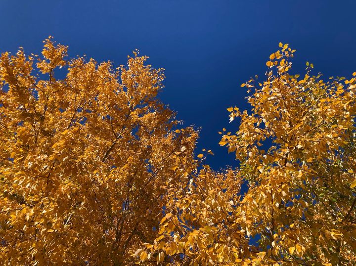 Alberta's stunning autumn sky behind bright gold poplar leaves in the author's backyard.