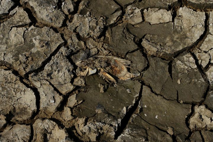 Το κουφάρι ενός ψαριού βρέθηκε στον αποξηραμένο λιμνοθάλαμο Gajah Mungkur, στην περιοχή Wuryantoro, Wonogiri, Κεντρική Ιάβα, Ινδονησία, στις 6 Οκτωβρίου 2023. Η φετινή περίοδος ξηρασίας προβλέπεται να διαρκέσει περισσότερο, δηλαδή μέχρι το τέλος του 2023 έως τις αρχές του 2024, γεγονός που οφείλεται στον αντίκτυπο του Ελ Νίνιο.