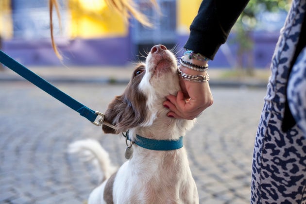 There are a few rules you should follow before approaching a dog you don't know.