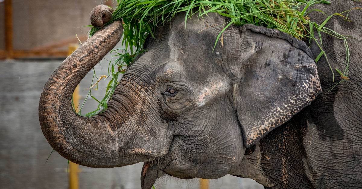 Mali, ‘One Of The World’s Saddest Elephants,’ Dies Mali, ‘One Of The World’s Saddest Elephants,’ Dies