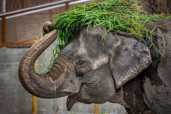 Mali lived in captivity at Manila Zoo for more than 40 years.