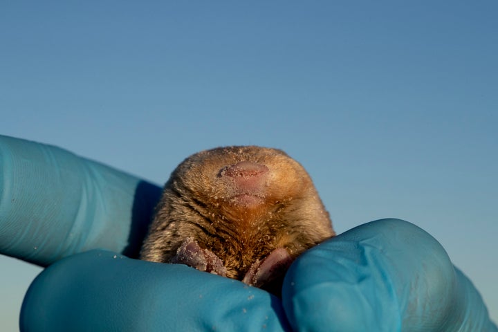 De Winton's Golden Mole Resurfaces After 8 Decades | HuffPost Impact