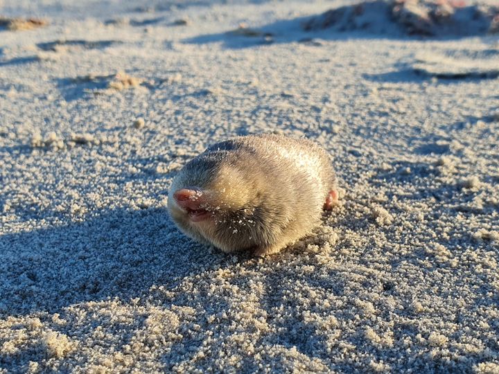 “The reports of my death have been greatly exaggerated.” — a common Mark Twain misquote, and also what this mole is probably saying.