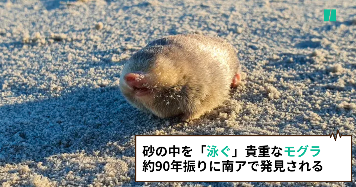 砂の中を「泳ぐ」貴重なモグラ、約90年振りに南アで発見。「絶滅」と言