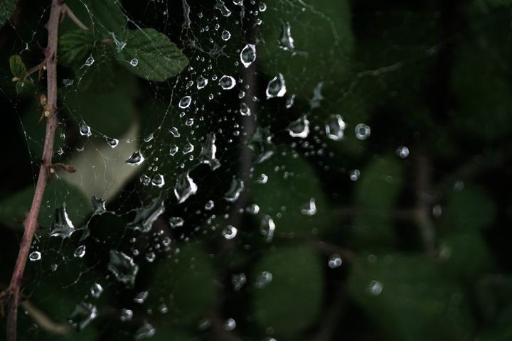 Στάλες βροχής σε ιστό αράχνης που βρίσκεται πάνω σε φύλλα βατομουριάς στην πόλη των Τρικάλων. (ΘΑΝΑΣΗΣ ΚΑΛΛΙΑΡΑΣ/EUROKINISSI)
