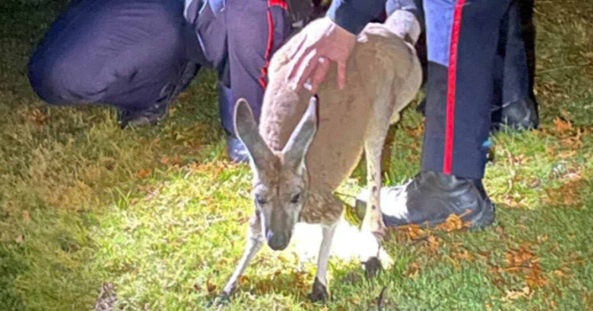 NextImg:Runaway Kangaroo Punches Cop In The Face... In Canada