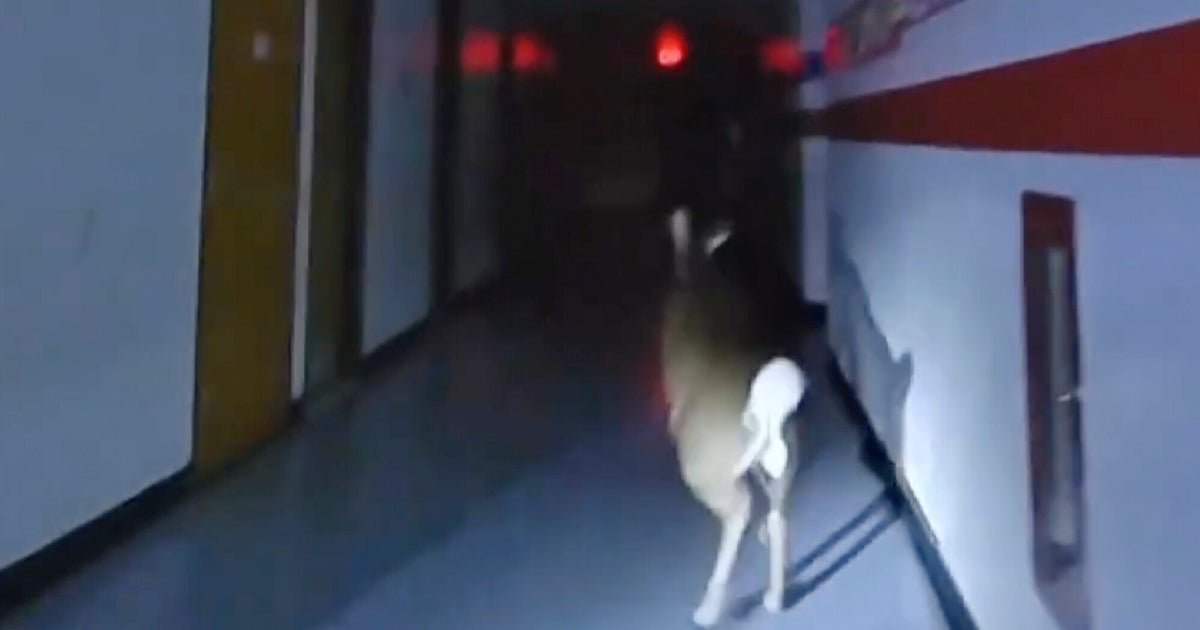 NextImg:Police Bodycams Film Deer's Escape From New Jersey Elementary School