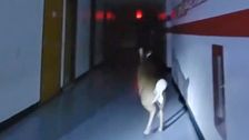 Police Bodycams Film Deer’s Escape From New Jersey Elementary School