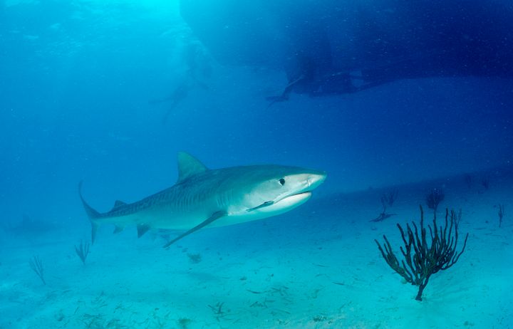 A tiger shark is seen swimming near Grand Bahama Island. The shark attack Monday is unusual because the types of sharks in the Caribbean would typically not go after something as large as a paddleboard.