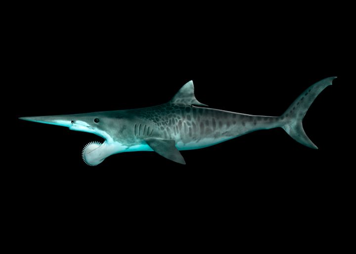 An illustration of the Helicoprion and hopefully the inspiration for Ora’s 2024 look.