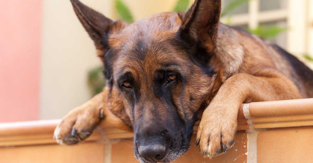 NextImg:These Tweets About Husbands And Boyfriends As Dog Breeds Will Have You Howling