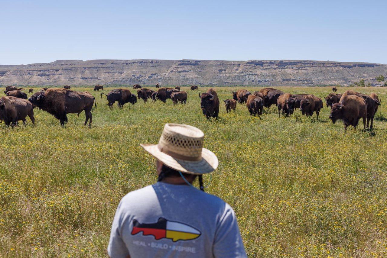 Eastern Shoshone Tribe Buffalo Manager Jason Baldes checks the herd at the Wind River Tribal Buffalo Initiative in the heart of the Wind River Indian Reservation on Aug. 15, 2023. Currently the project has about 163 buffalo. When asked how much land they would like to acquire for the buffalo, Baldes replied, "As much as we can get."