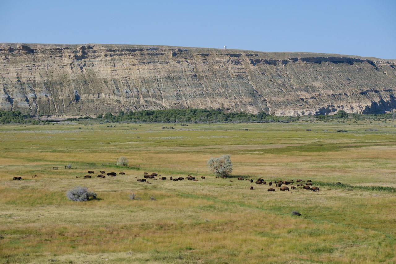 Currently the Wind River Tribal Buffalo Initiative has about 163 buffalo. “Buffalo are ecologically extinct,” Baldes said. “But they’re a keystone species — ecosystem engineers. They’re the best land managers if you allow them to do it.” 