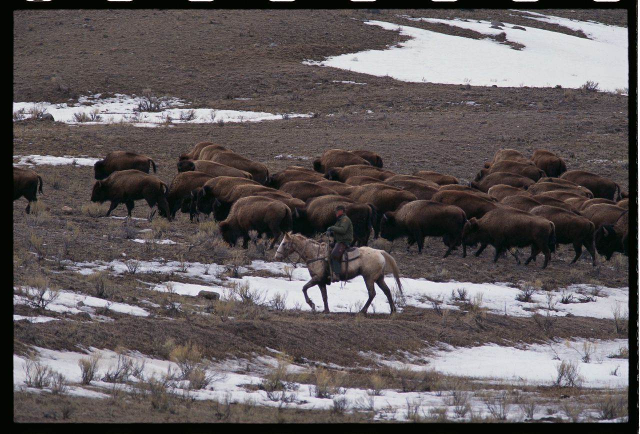 "Hazing operations" are run by Yellowstone Park rangers at the park's borders in order to herd buffalo back in the park to prevent them from being killed.