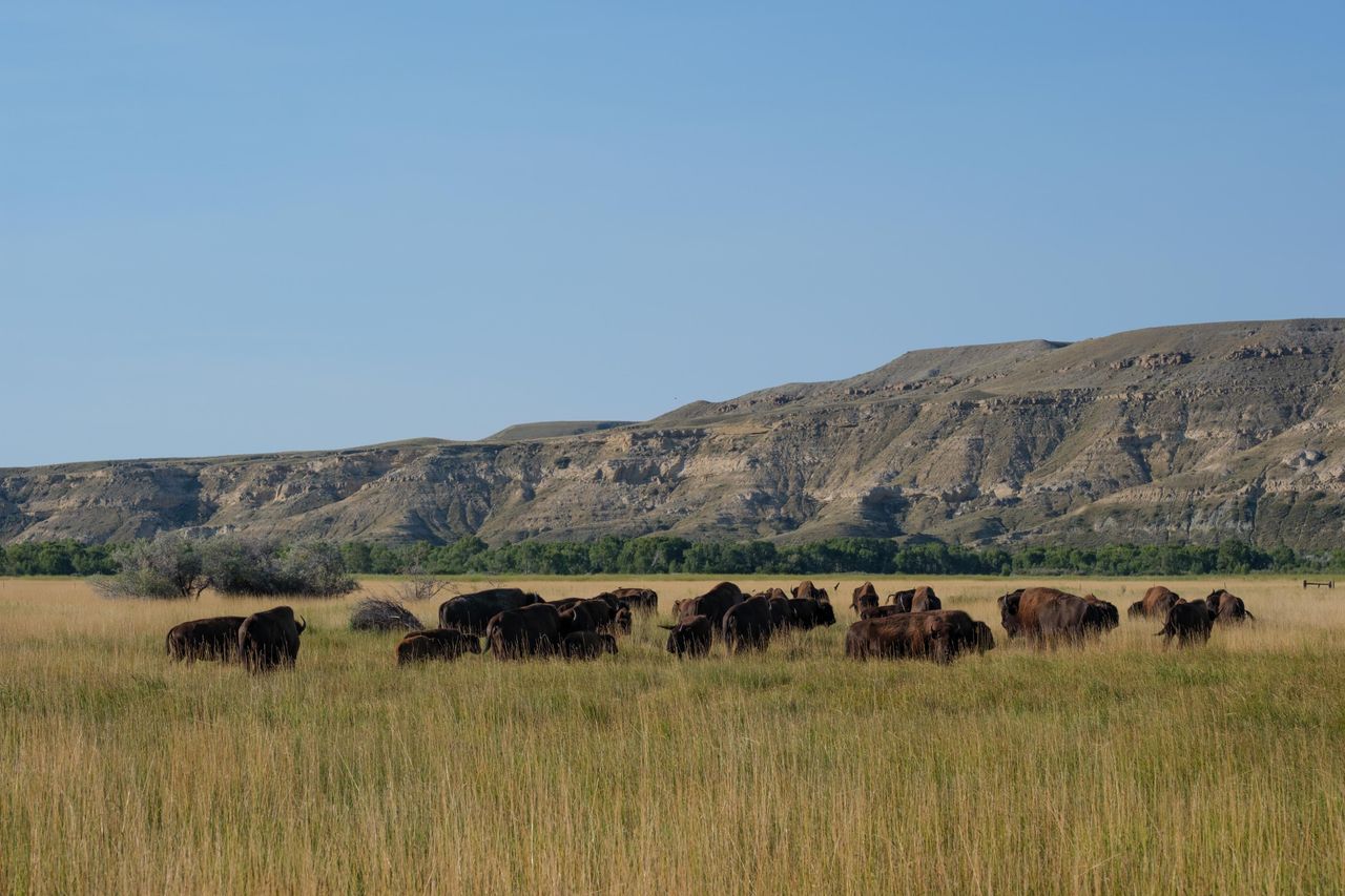Tribal efforts to reintroduce buffalo in the region have so far shepherded about 25,000 wild bison to more than 65 herds on tribal land.