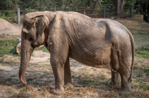 ゾウの背中がここまで変形するなんて…。タイの観光「象乗り」に、動物