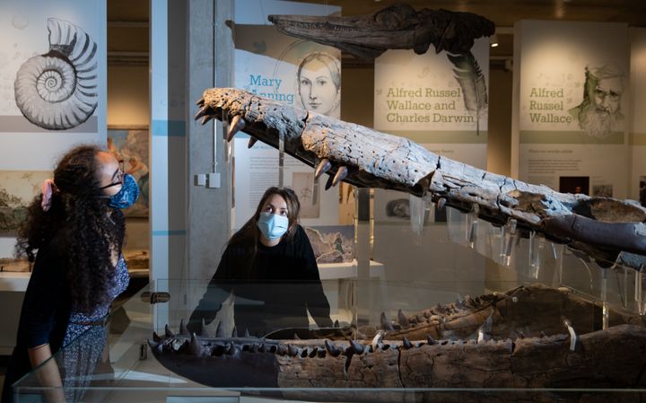 ドーセット州博物館に展示されているプリオサウルスの化石の標本（2021年5月19日）