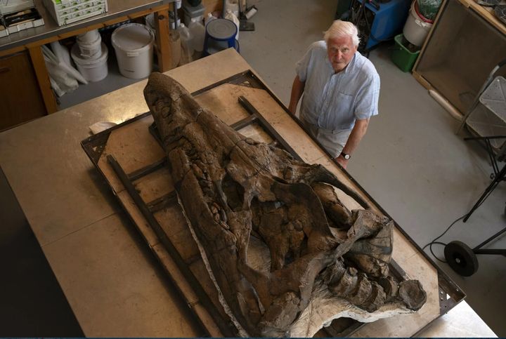Sir David Attenborough is pictured with the restored pliosaur skull at the Etches Collection Museum in Kimmeridge, Dorset, UK.