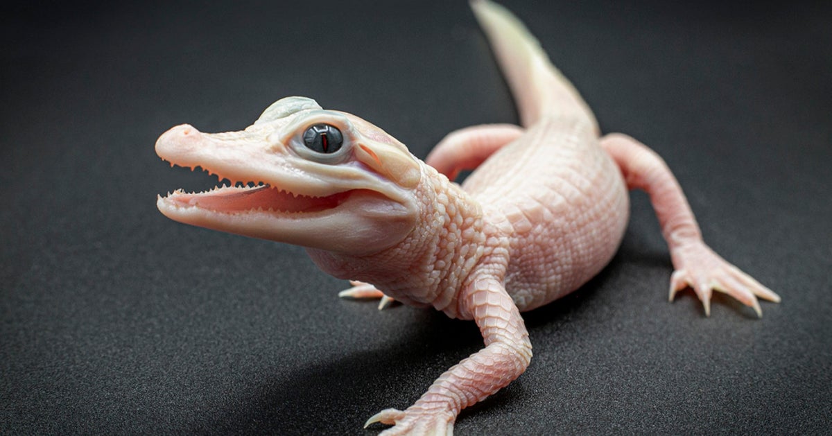 NextImg:Rare White Alligator Is Born At A Florida Reptile Park