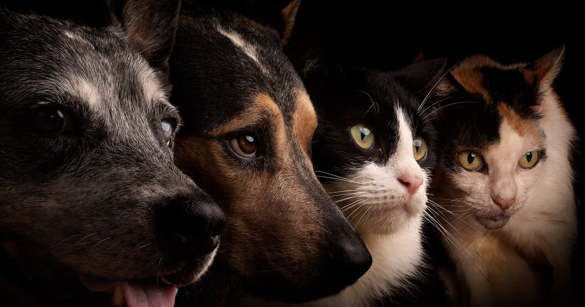 The 6 Most Intriguing Things We Learned about Pet Cats and Dogs This Year