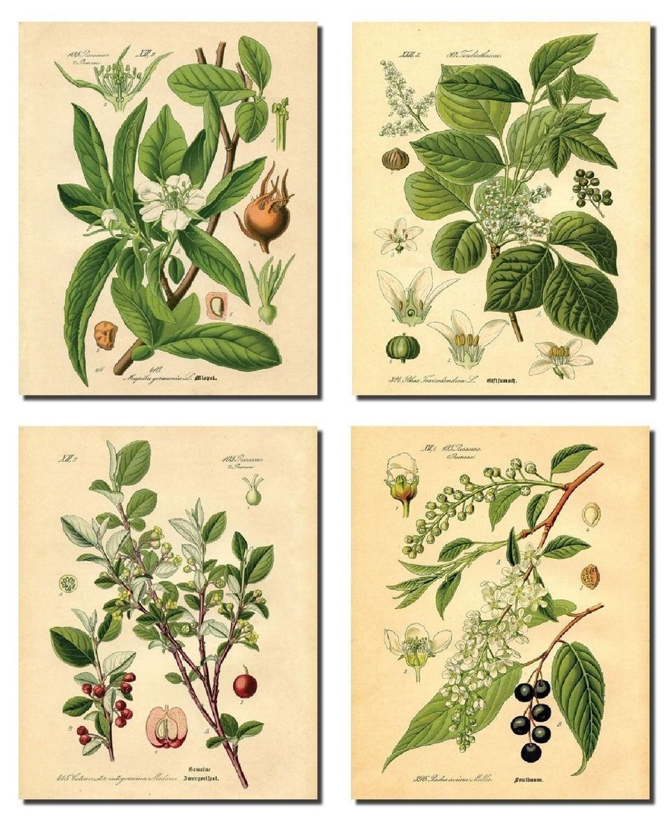 A set of four vintage-style botanical prints