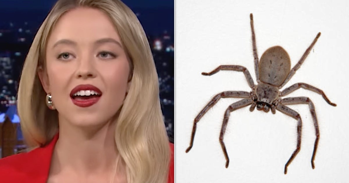 Sydney Sweeney Bit By A 'Trained' Spider While Filming Anyone But You