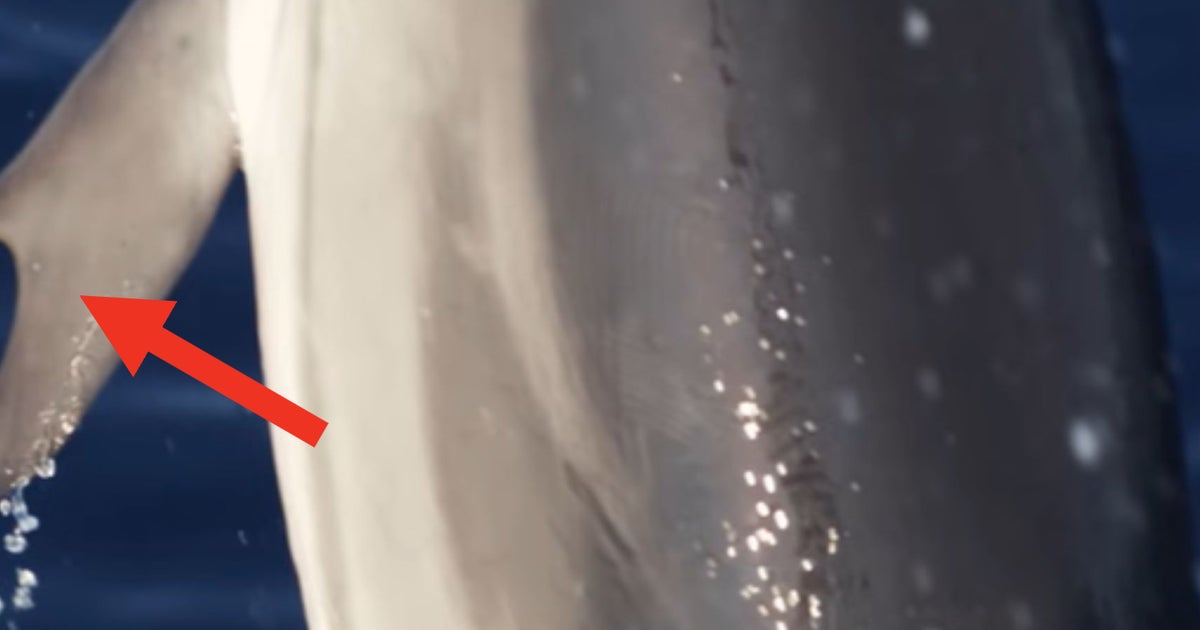 NextImg:Dolphin With 'Thumbs' Stuns Experts In Historic Discovery