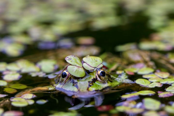 Female European common frogs feign death to avoid unwanted attention from males, according to a study.