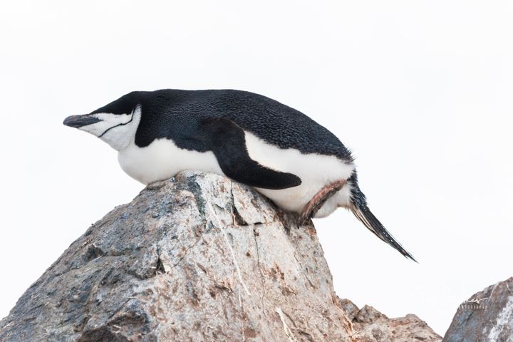A chinstrap penguin — shown here very relaxed — sleeps over 10,000 times a day.