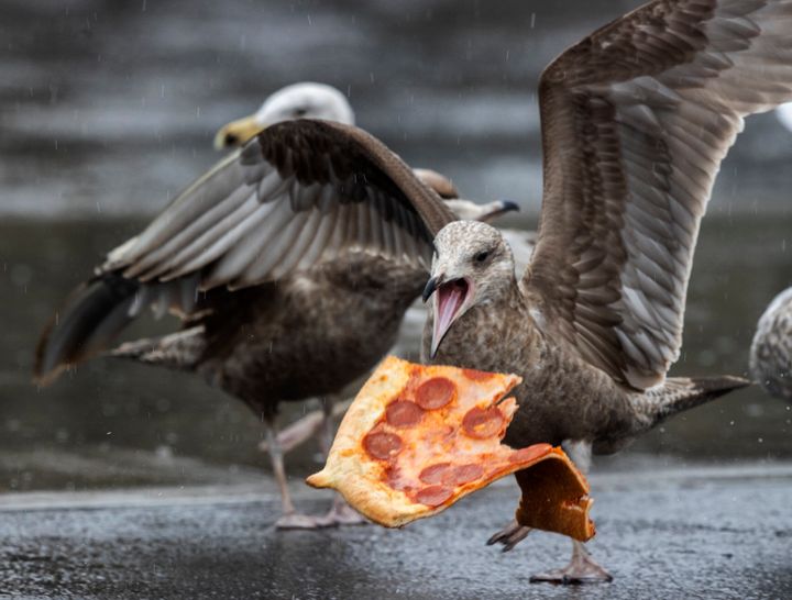“We rarely see animals learning from a totally different species when it comes to food preferences,” said one of the authors of a study on seagulls.