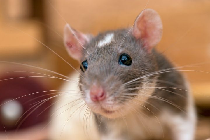 Rats can navigate through a space they’ve previously explored using only their thoughts, one study found.